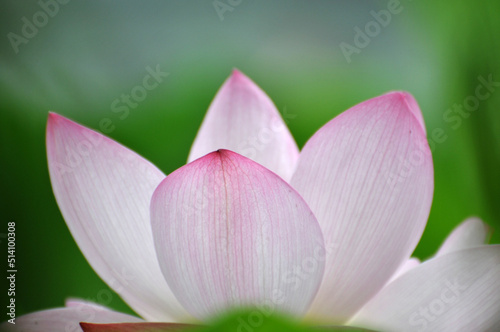 Blossoming lotus flowers