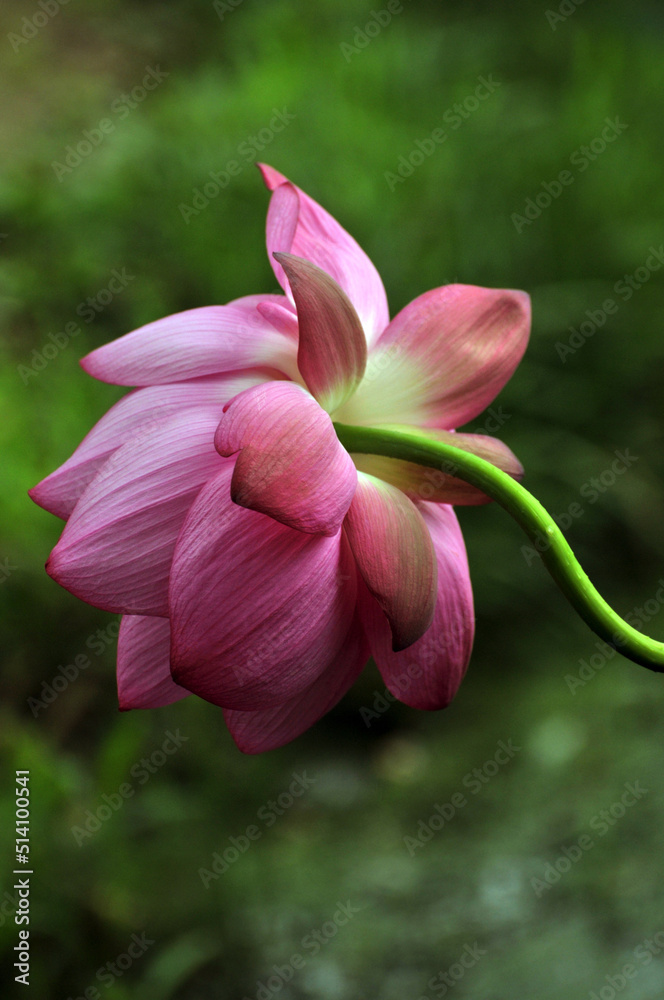 Fototapeta premium blossoming lotus flowers