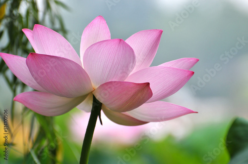 Blossoming lotus flowers