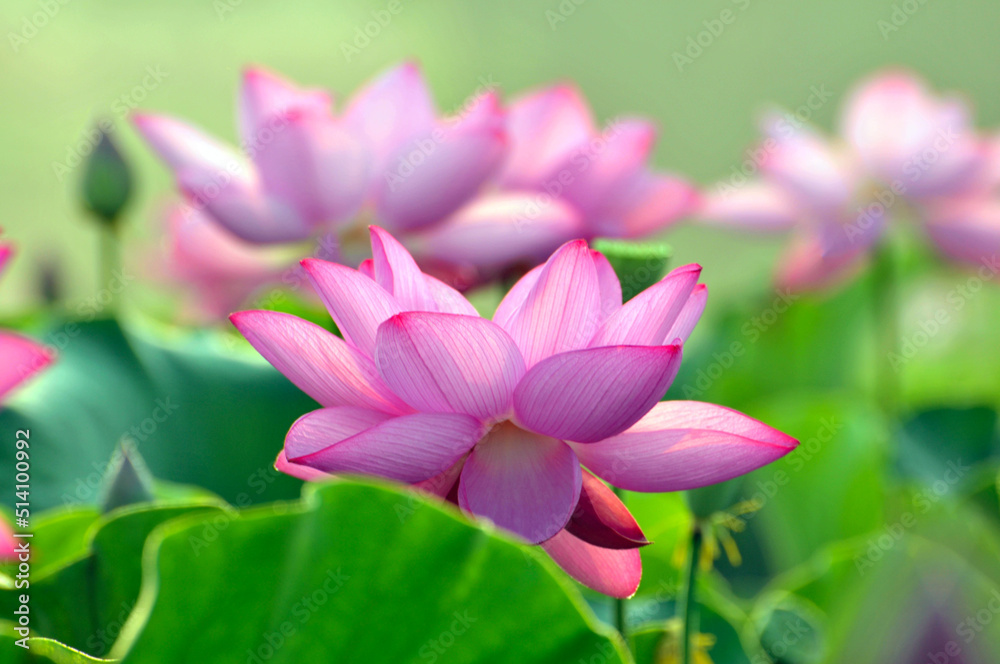 Blossoming lotus flowers Blossoming lotus flowers