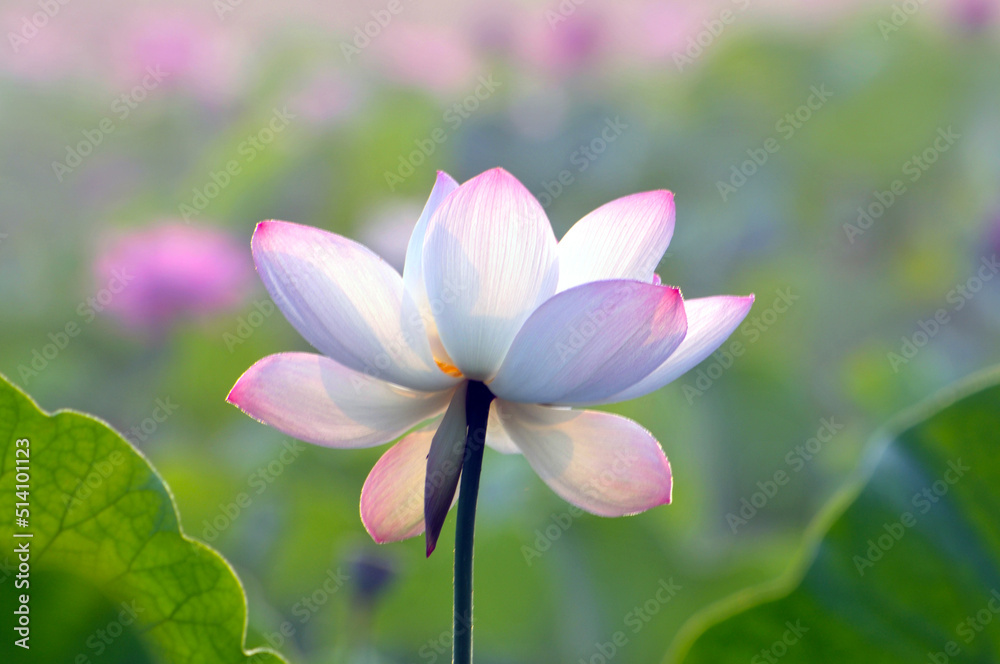 Blossoming lotus flowers Blossoming lotus flowers