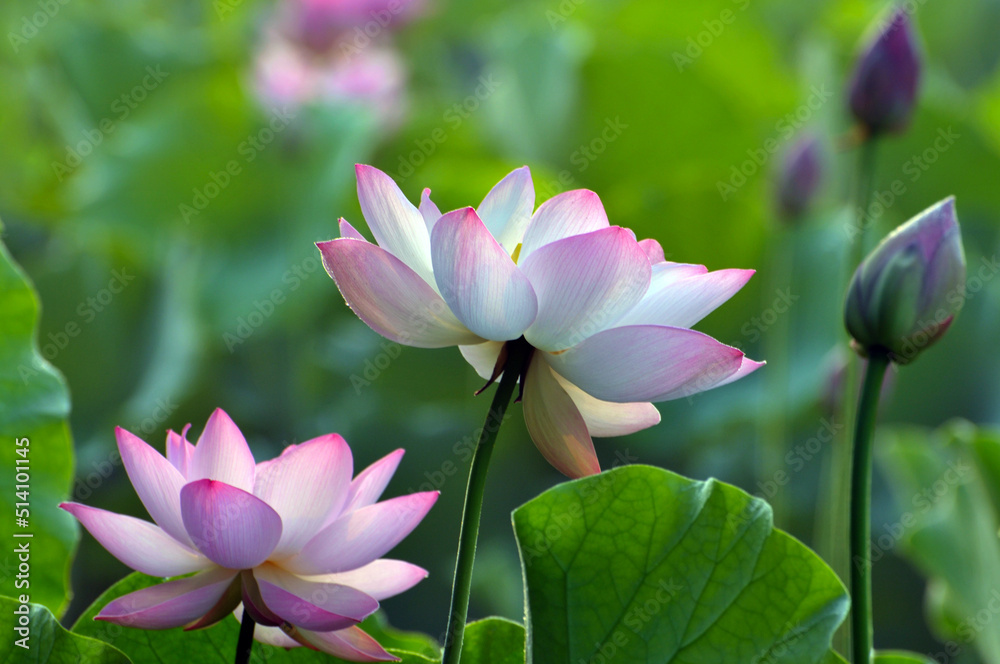 Obraz premium Blossoming lotus flowers