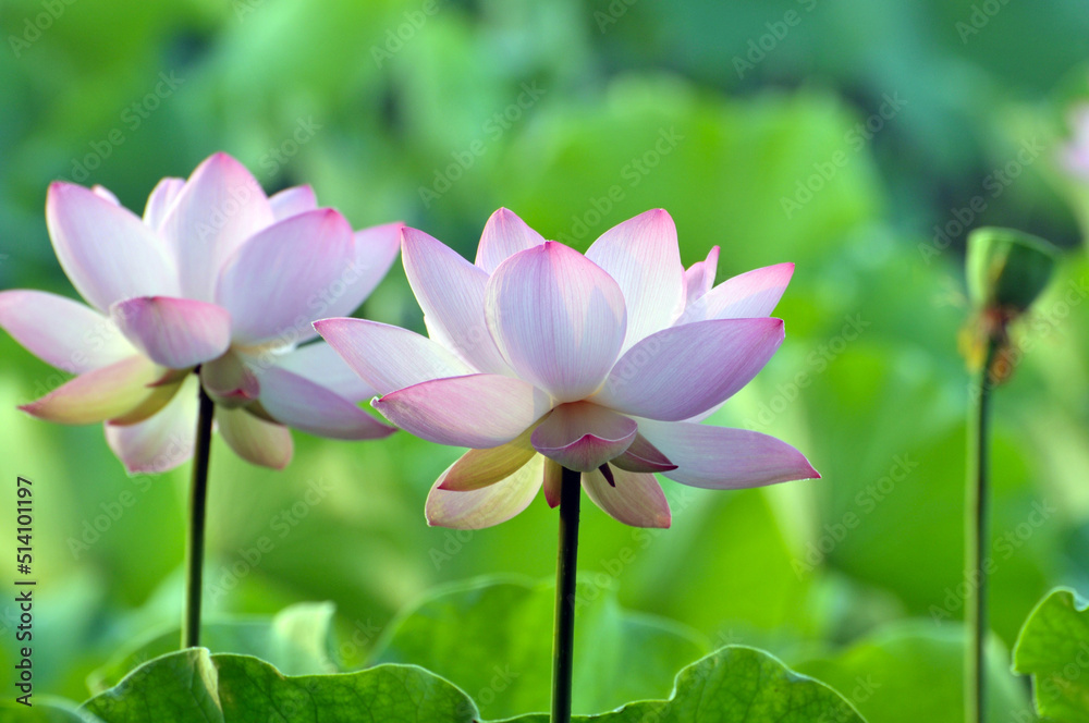 Blossoming lotus flowers