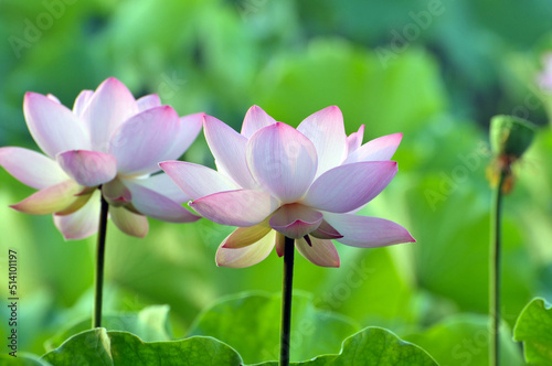 Blossoming lotus flowers