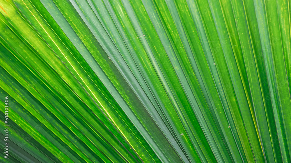 close up of green palm leaf close up of green palm leaf