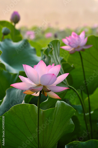 Blossoming lotus flowers
