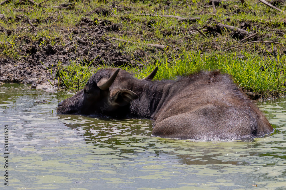 The water buffalo (Bubalus bubalis), also called the domestic water buffalo or Asian water buffalo. The water buffalo (Bubalus bubalis), also called the domestic water buffalo or Asian water buffalo.