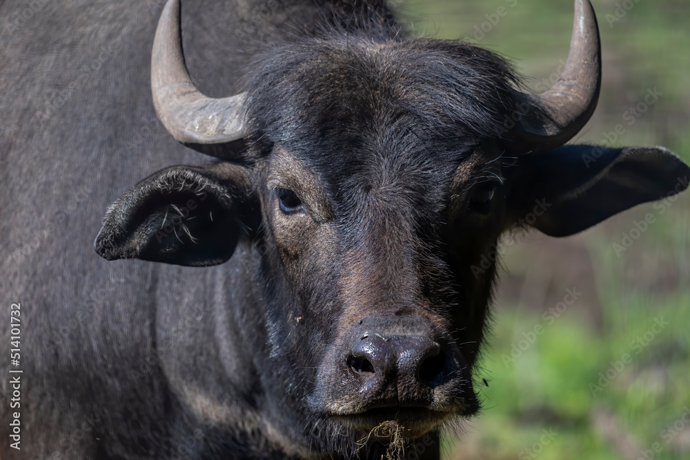 The water buffalo (Bubalus bubalis), also called the domestic water