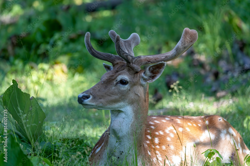 The fallow deer (Dama dama) . Male fallow deer with growing antlers in velvet. Reclining fallow deer in the park