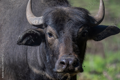 Fotografía The water buffalo (Bubalus bubalis), also called the domestic water buffalo or Asian water buffalo