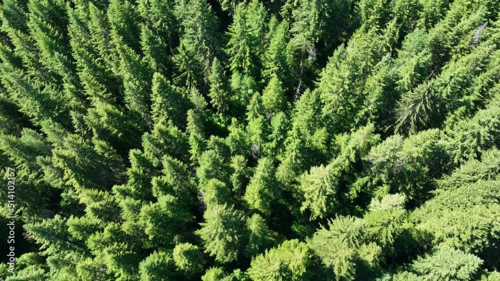 Over 85% of Oregon's forests are made up of coniferous trees, primarily Douglas-fir trees, Ponderosa pines, and other hardwood species. Over 85% of Oregon's forests are made up of coniferous trees, primarily Douglas-fir trees, Ponderosa pines, and other hardwood species.