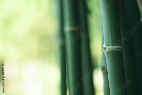 A serene in green nature atmosphere of beautiful bamboo forest. Close up bamboo tree in fresh clear morning air and greenery blurred background.