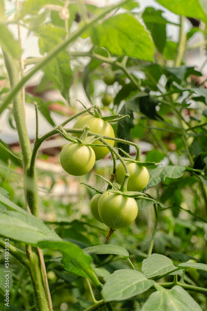 Unripe plum Green heirloom tomatoes ripening on vine bush growing in greenhouse. Organic Gardening farm, copy space.Horticulture, Vegetable harvest. eco friendly farming in countryside village.