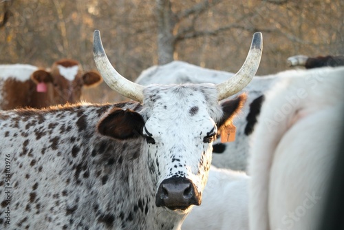 Horned Cattle