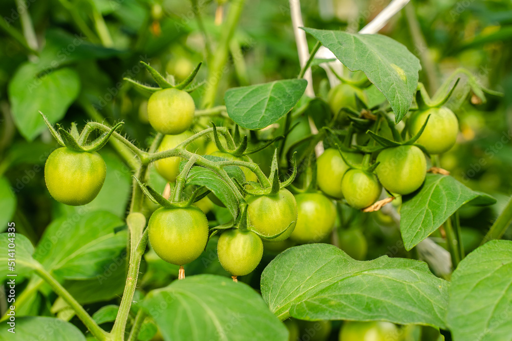 Unripe plum Green heirloom tomatoes ripening on vine bush growing in greenhouse. Organic Gardening farm, copy space.Horticulture, Vegetable harvest. eco friendly farming in countryside village. Unripe plum Green heirloom tomatoes ripening on vine bush growing in greenhouse. Organic Gardening farm, copy space.Horticulture, Vegetable harvest. eco friendly farming in countryside village.