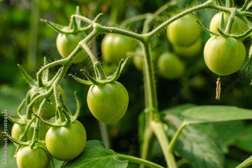 Unripe plum Green heirloom tomatoes ripening on vine bush growing in greenhouse. Organic Gardening farm, copy space.Horticulture, Vegetable harvest. eco friendly farming in countryside village. Unripe plum Green heirloom tomatoes ripening on vine bush growing in greenhouse. Organic Gardening farm, copy space.Horticulture, Vegetable harvest. eco friendly farming in countryside village.