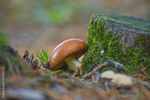 Fruitbodies of Suillus variegatus mushroom photo