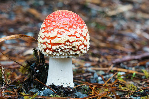 Bright Red toadstool with white speckles