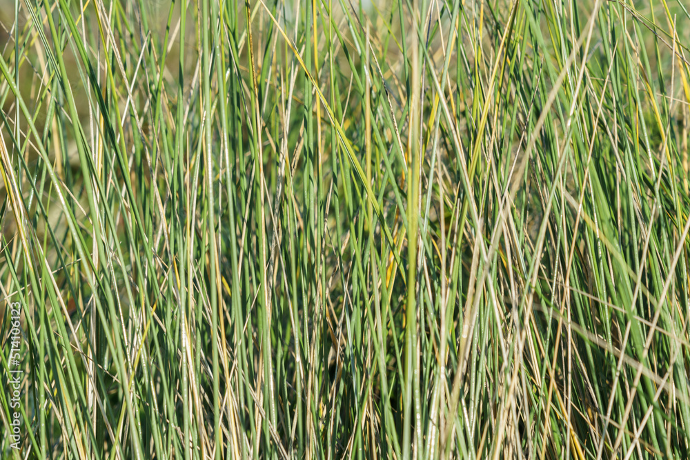 Wetland vegetation green reeds close-up
