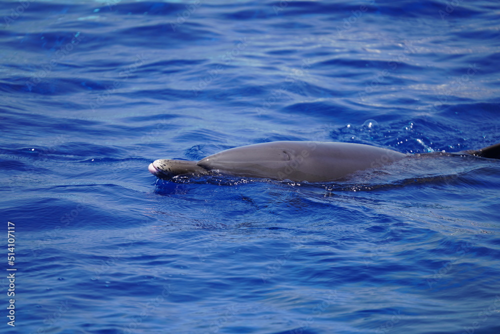 Obraz premium 元気なイルカ達