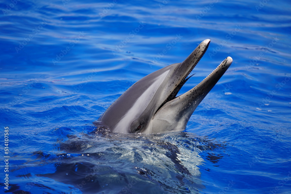 Fototapeta premium 元気なイルカ達