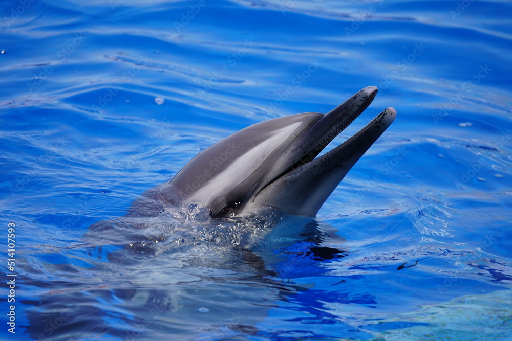 Naklejka premium 元気なイルカ達