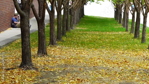 Denver university campus in the fall photo