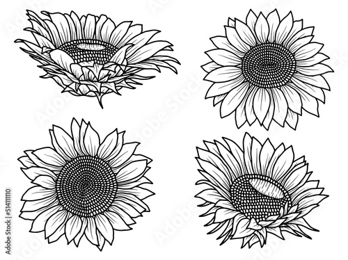Hand drawn Sunflower sketch line art illustration