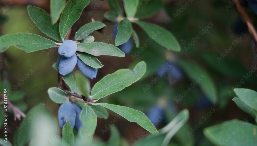 Close up of ripe and juicy honeysuckle berries on the branch, summer background . Ripe berries of the edible honeysuckle Lonicera on a branch on a background of green leaves. Close up of ripe and juicy honeysuckle berries on the branch, summer background . Ripe berries of the edible honeysuckle Lonicera on a branch on a background of green leaves.