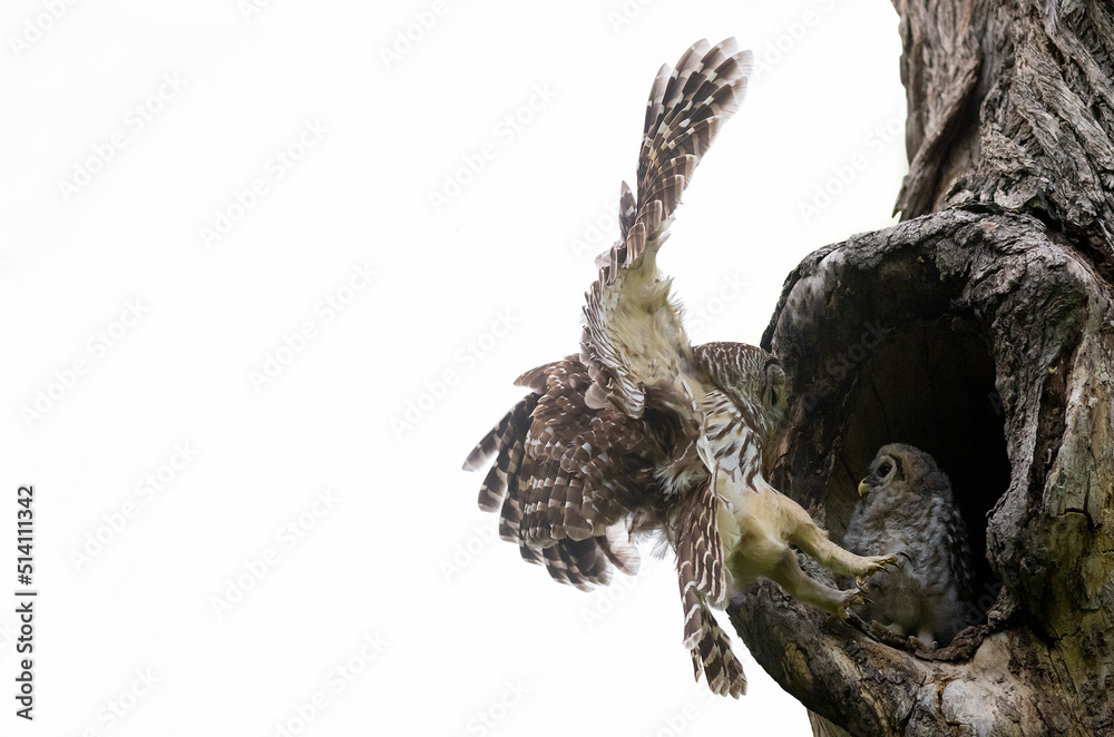Fototapeta premium Mama Barred Owl Approaching