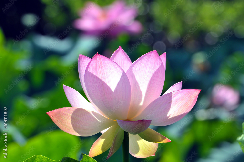 Fototapeta premium Blossoming lotus flowers