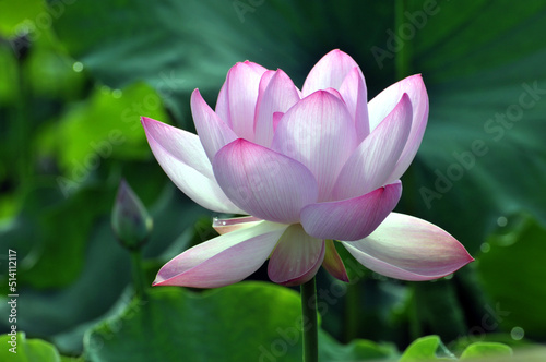 Blossoming lotus flowers