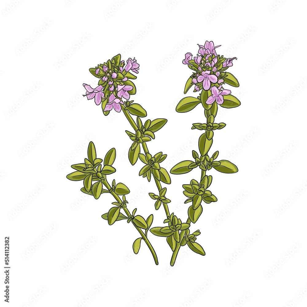 Wild Thyme Thymus Serpyllum Vector Drawing Plant Isolated At White 