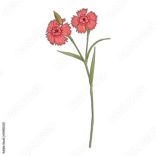 flower of rainbow pink, Dianthus chinensis, vector drawing wild plant isolated at white background , hand drawn botanical illustration