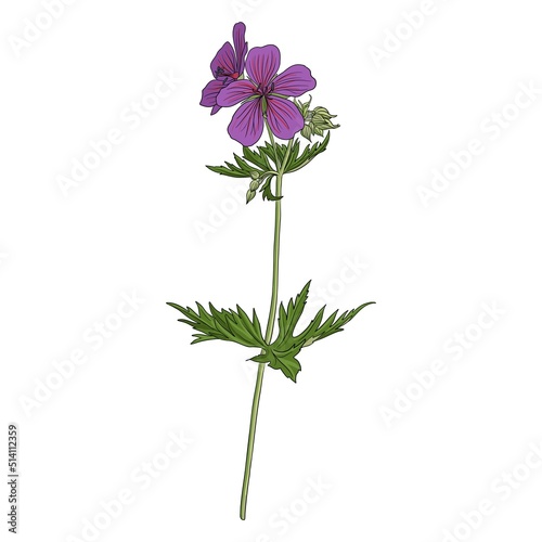 flower of meadow crane's-bill, Geranium pratense, vector drawing wild plant isolated at white background , hand drawn botanical illustration