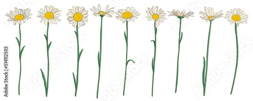 daisy flowers, vector drawing wild plant isolated at white background , hand drawn botanical illustration