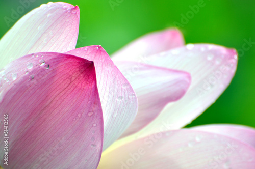 Blossoming lotus flowers