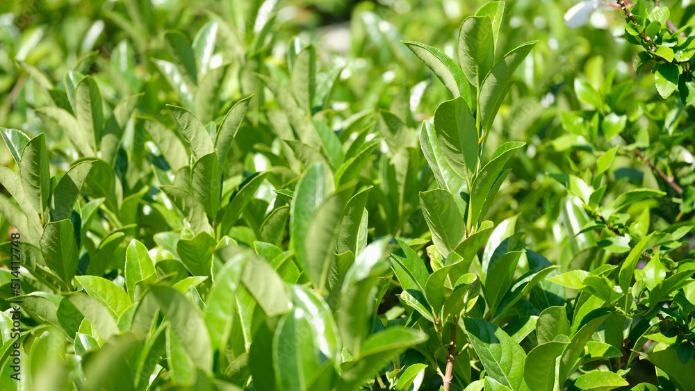 Closeup fresh tea leaves in morning sunlight