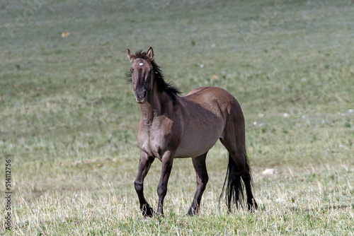 Silver Gray Wild Horse stallion in the Central Rocky Mountains of the United States
