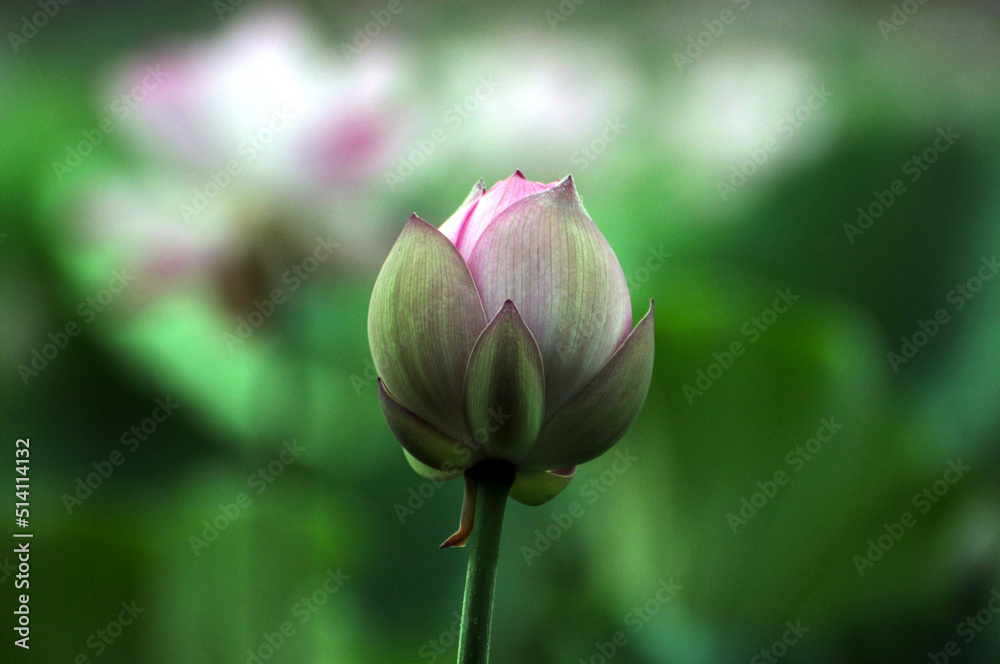 Blossoming lotus flowers Blossoming lotus flowers