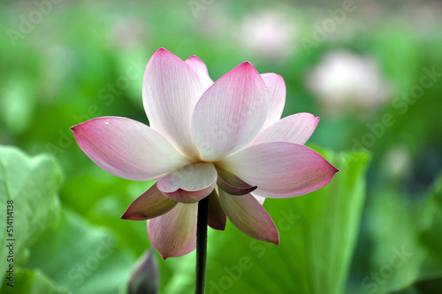 Blossoming lotus flowers