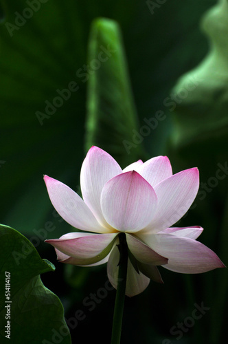 Blossoming lotus flowers