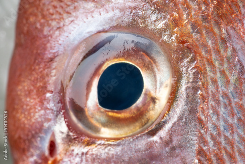 魚の目