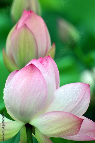 Blossoming lotus flower