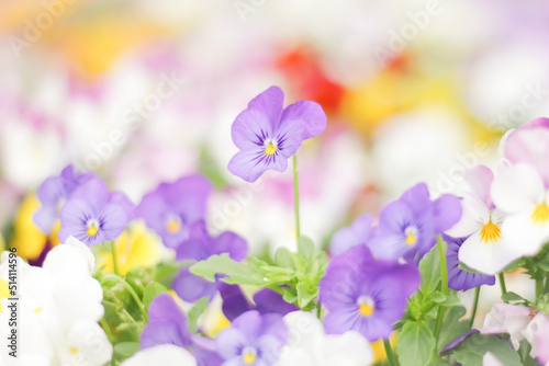 Fényképezés 色鮮やかな紫のパンジー / Colorful purple pansies