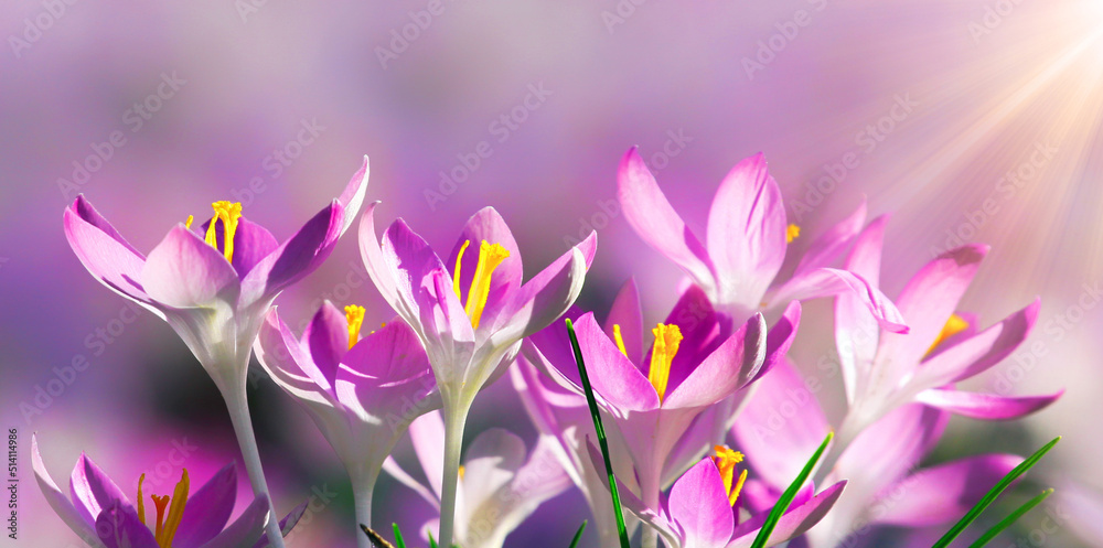 Blooming purple crocus flowers in a soft focus on a sunny spring day Blooming purple crocus flowers in a soft focus on a sunny spring day