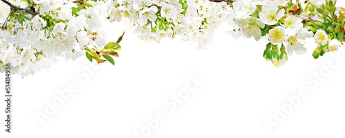 Beautiful nature view of spring flowering trees on blurred background. © Cosmina