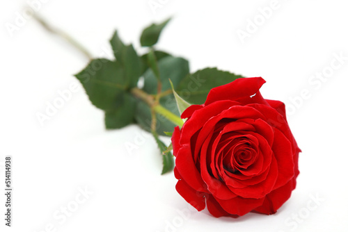 Beautiful red rose. Congratulatory background by St. Valentine s Day