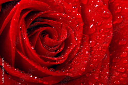 Beautiful red rose. Congratulatory background by St. Valentine's Day