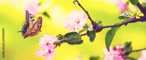 Butterfly and a beautiful nature view of spring flowering trees on blurred background.